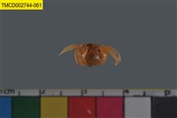 藏品(短指和尚蟹)的圖片